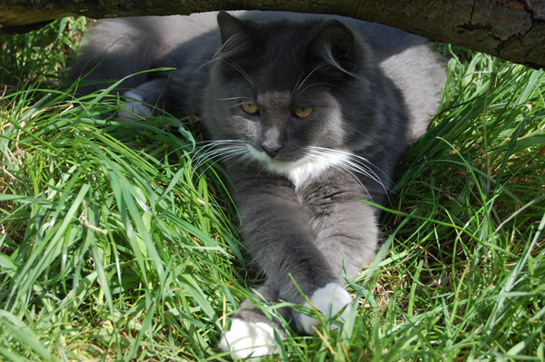 Isidor im Freigehege.jpg